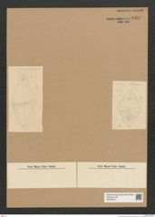 Diatomeae indet. Zeichnungen Sammlung Grunow Nr. 6359 (NHMW-BOT-W0375014)